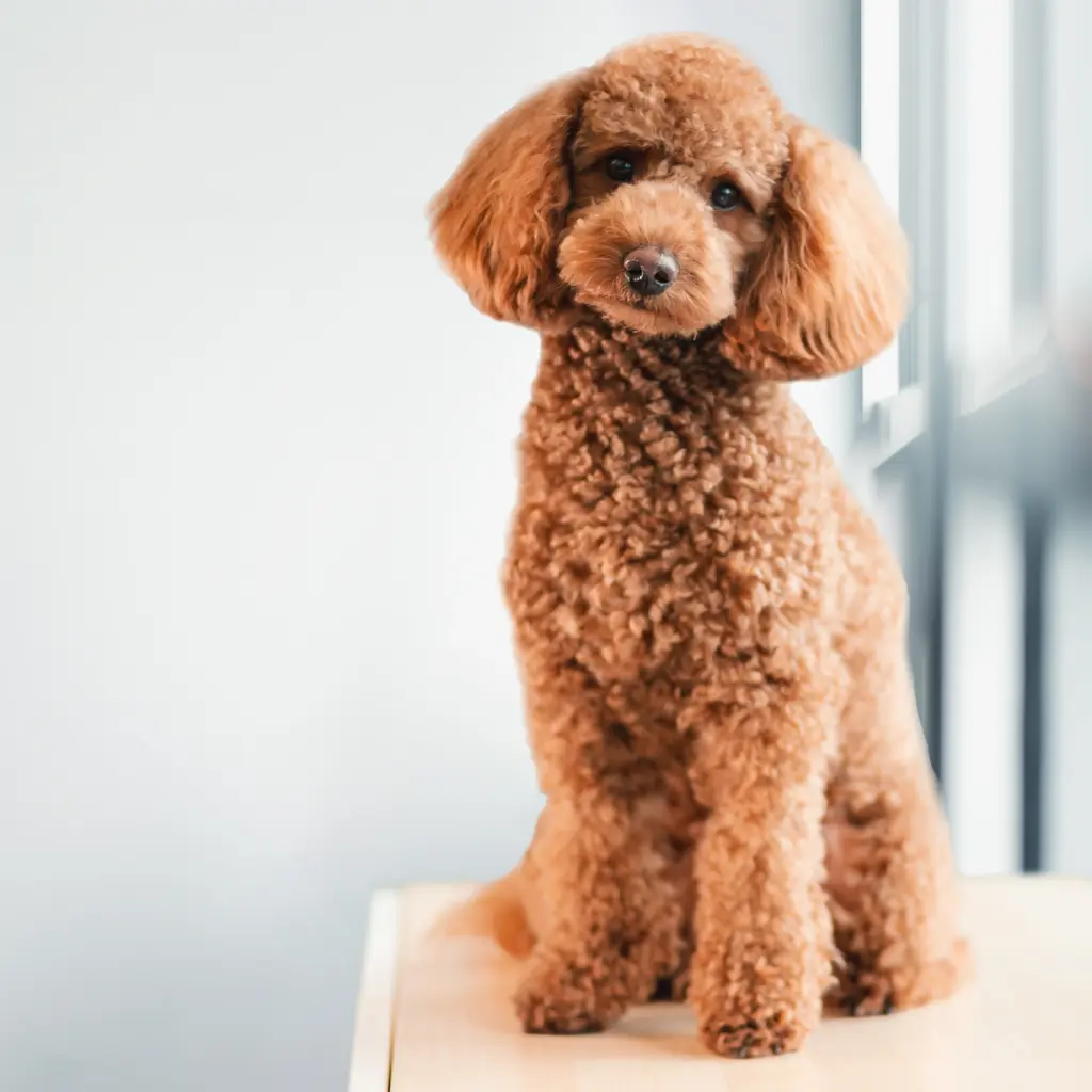 Cooper